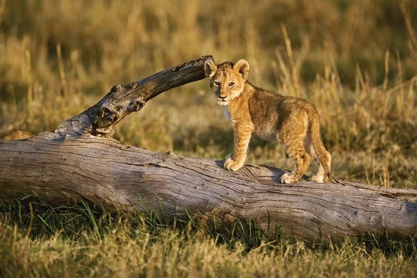 Maasai Mara National Reserve: Lion Cub On Log, Masai Mara, Kenya by Adam Jones