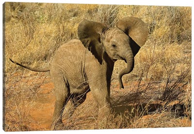 Baby African Elephant, Samburu Game Reserve, Kenya Canvas Art Print - Adam Jones