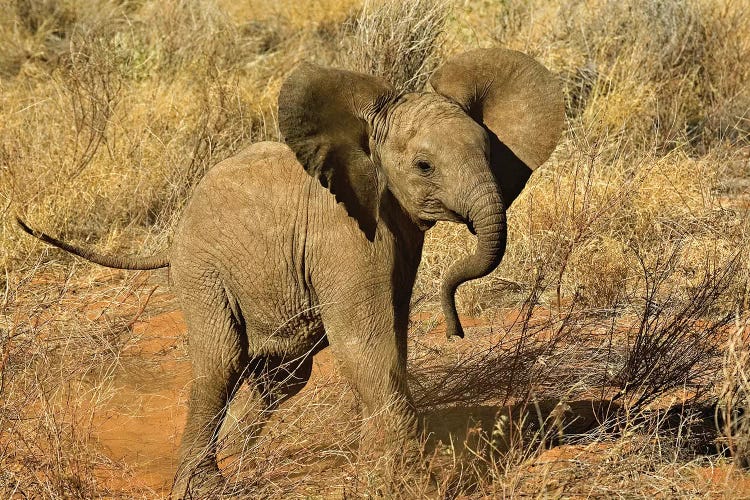 Baby African Elephant, Samburu Game Reserve, Kenya