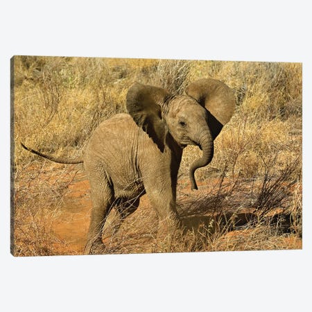 Baby African Elephant, Samburu Game Reserve, Kenya Canvas Print #AJO92} by Adam Jones Canvas Print