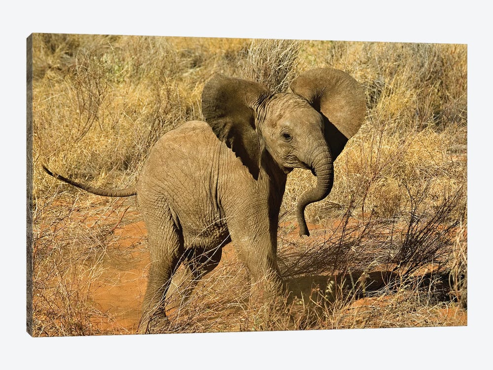 Baby African Elephant, Samburu Game Reserve, Kenya by Adam Jones 1-piece Canvas Wall Art