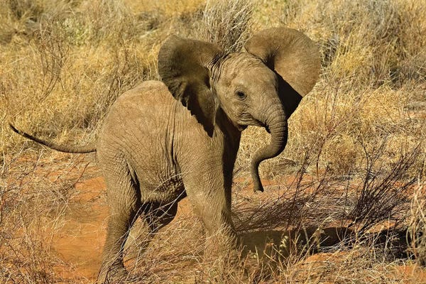 Kenya: Baby African Elephant, Samburu Game Reserve, Kenya by Adam Jones