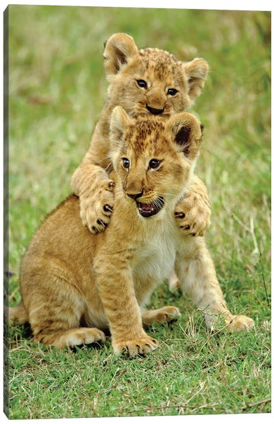 Pair Of Lion Cubs Playing, Masai Mara Game Reserve, Kenya Canvas Art Print - Adam Jones