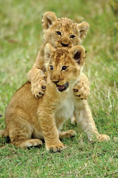 Maasai Mara National Reserve: Pair Of Lion Cubs Playing, Masai Mara Game Reserve, Kenya by Adam Jones