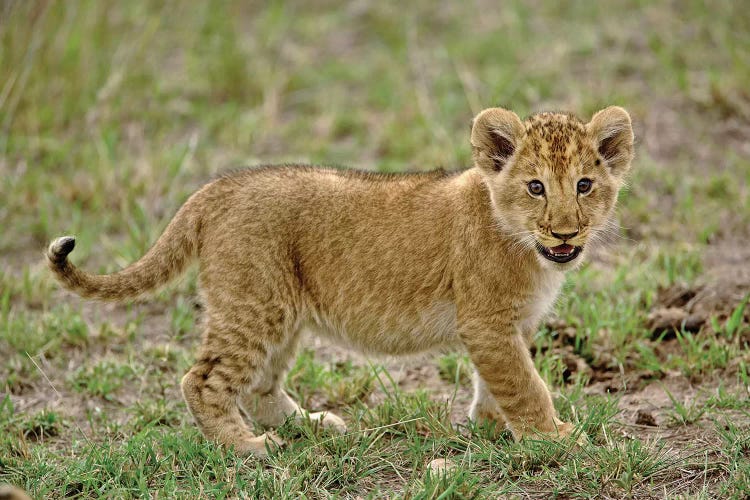 Young Lion Cub, Masai Mara Game Reserve, Kenya