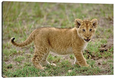 Young Lion Cub, Masai Mara Game Reserve, Kenya Canvas Art Print - Kenya