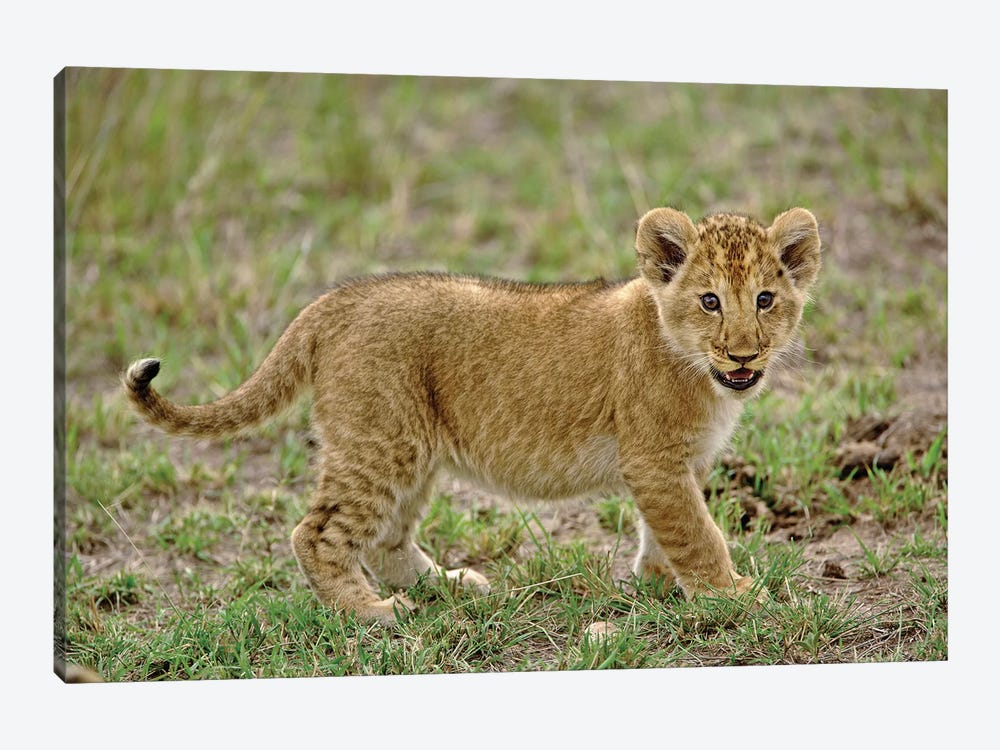 Young Lion Cub, Masai Mara Game Reserve, Kenya by Adam Jones 1-piece Canvas Wall Art
