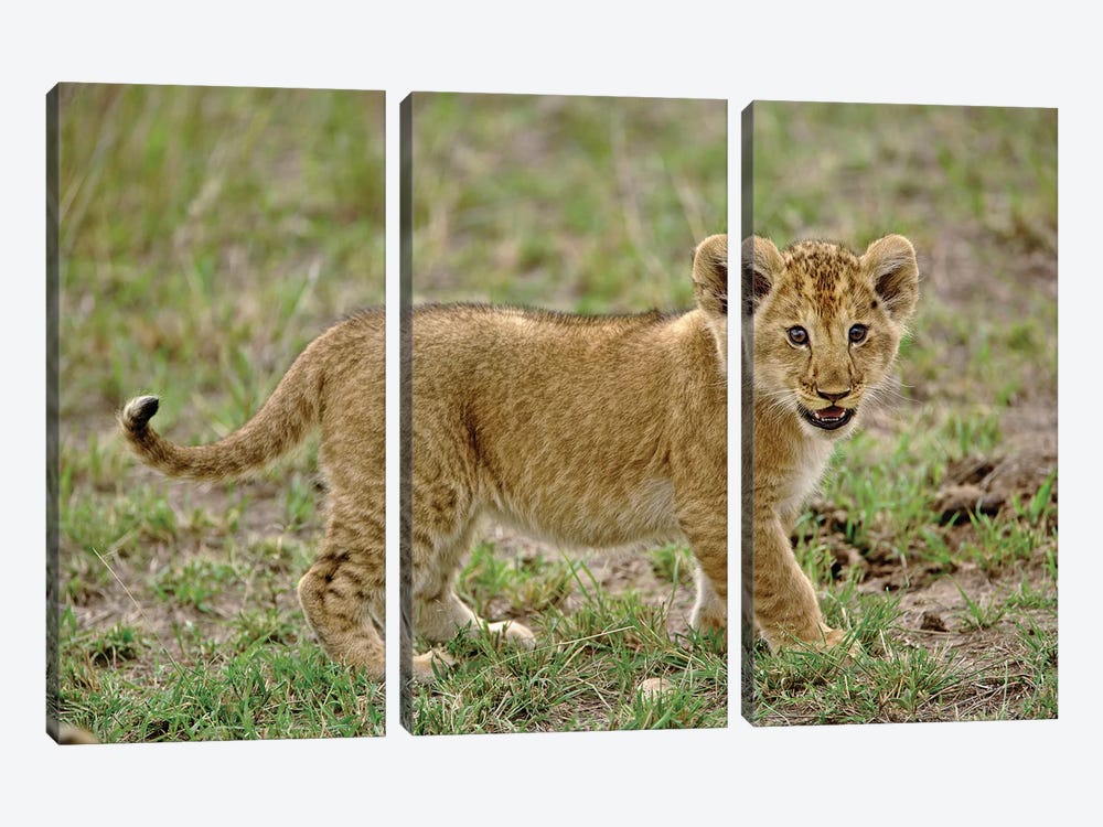 Young Lion Cub, Masai Mara Game Reserve, Kenya by Adam Jones 3-piece Canvas Artwork