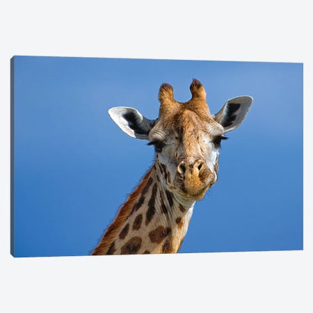 Giraffe, Masai Mara Game Reserve, Kenya Canvas Print #AJO96} by Adam Jones Canvas Artwork