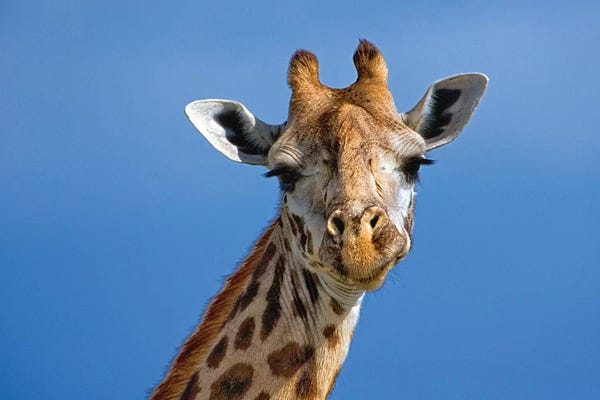 Maasai Mara National Reserve: Giraffe, Masai Mara Game Reserve, Kenya by Adam Jones