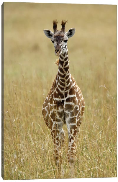 Baby Masai Giraffe, Masai Mara Game Reserve, Kenya Canvas Art Print - Giraffe Art