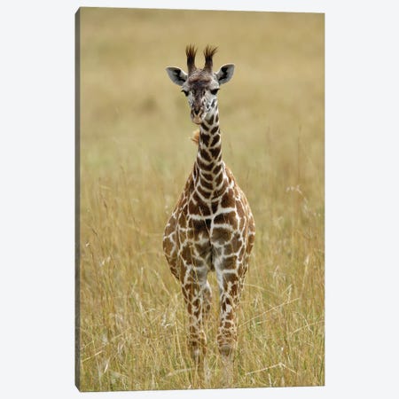 Baby Masai Giraffe, Masai Mara Game Reserve, Kenya Canvas Print #AJO97} by Adam Jones Canvas Artwork