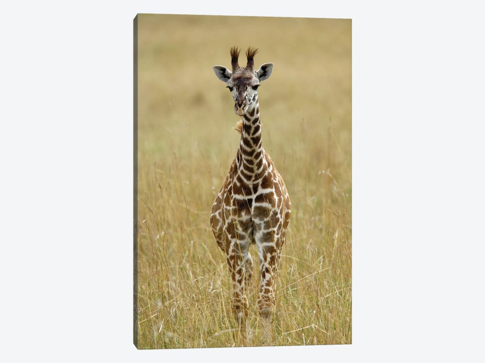 Baby Masai Giraffe, Masai Mara Game Reserve, Kenya by Adam Jones 1-piece Canvas Art Print