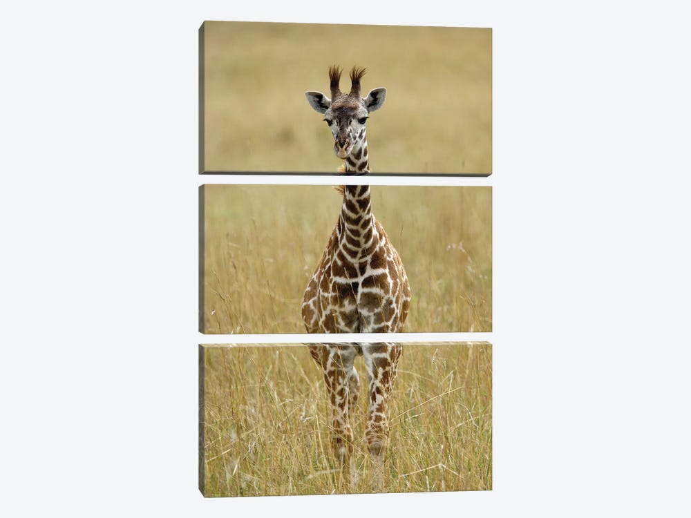 Baby Masai Giraffe, Masai Mara Game Reserve, Kenya by Adam Jones 3-piece Canvas Print
