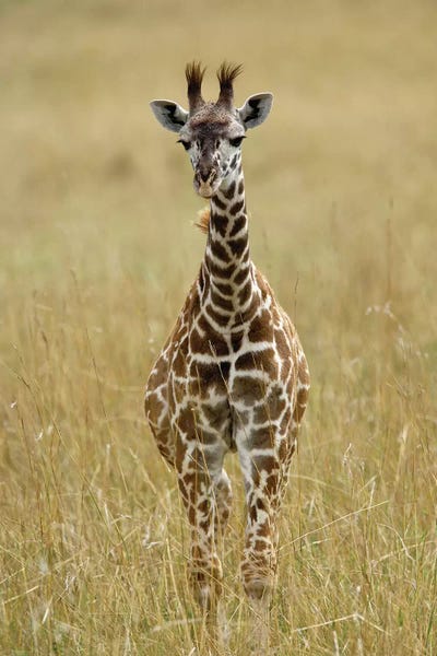 Baby Masai Giraffe, Masai Mara Game Reserve, Kenya