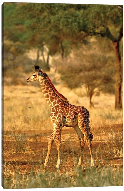 Juvenile Giraffe, Tarangire National Park, Tanzania Canvas Art Print - Giraffe Art