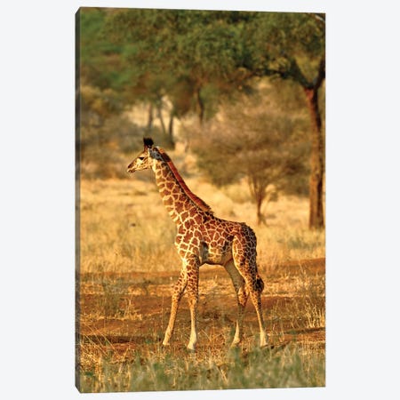 Juvenile Giraffe, Tarangire National Park, Tanzania Canvas Print #AJO98} by Adam Jones Art Print