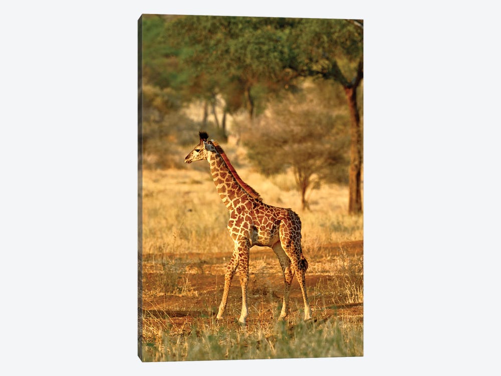 Juvenile Giraffe, Tarangire National Park, Tanzania by Adam Jones 1-piece Canvas Artwork