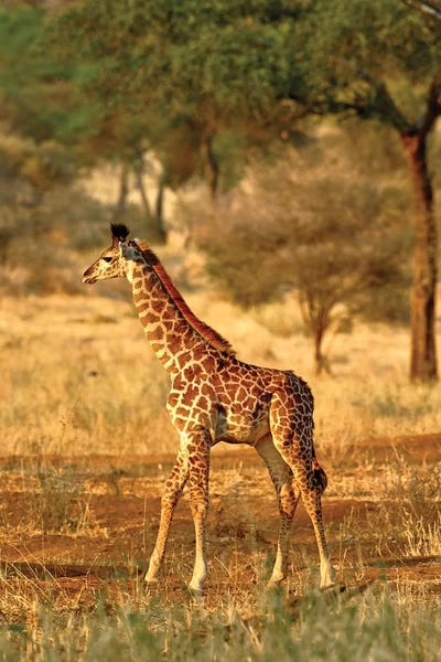 Tanzania: Juvenile Giraffe, Tarangire National Park, Tanzania by Adam Jones