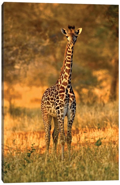 Juvenile Giraffe, Tarangire National Park, Tanzania Canvas Art Print - Adam Jones
