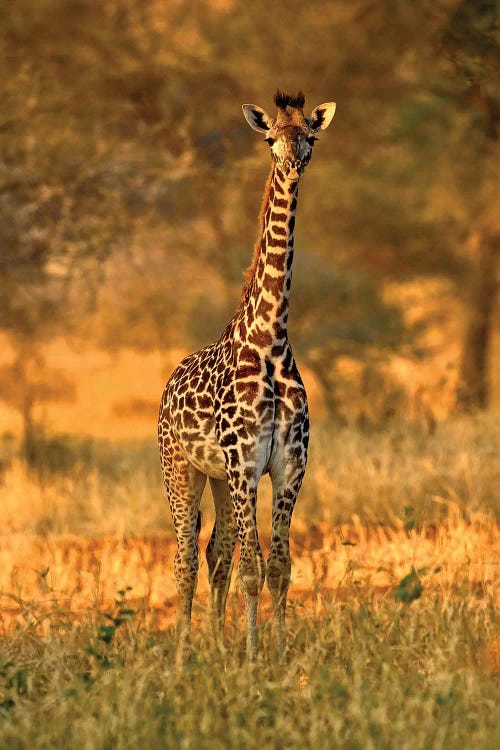 Juvenile Giraffe, Tarangire National Park, Tanzania by Adam Jones wall art
