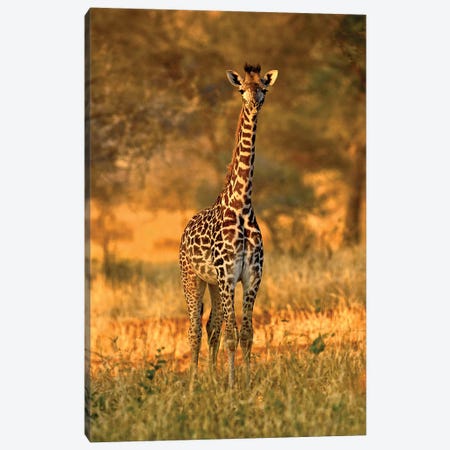 Juvenile Giraffe, Tarangire National Park, Tanzania Canvas Print #AJO99} by Adam Jones Art Print
