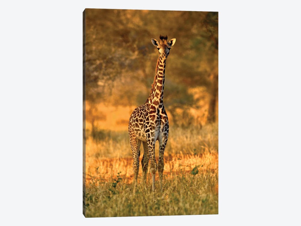Juvenile Giraffe, Tarangire National Park, Tanzania by Adam Jones 1-piece Art Print