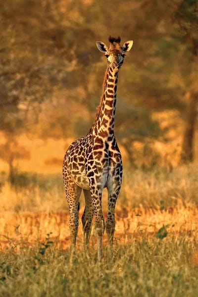 Tanzania: Juvenile Giraffe, Tarangire National Park, Tanzania by Adam Jones