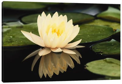 Domestic Water Lily, Louisville, Kentucky, USA Canvas Art Print - Macro Photography