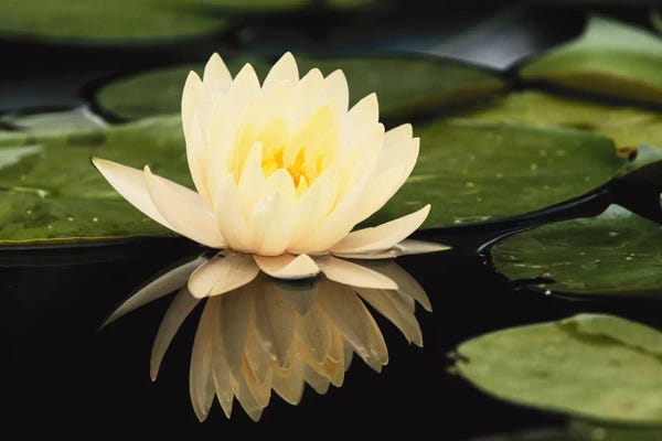 Lilies: Domestic Water Lily, Louisville, Kentucky, USA by Adam Jones