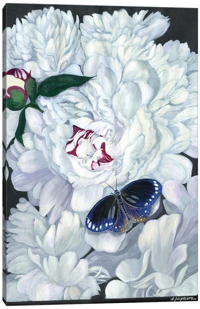 Double White Peony Canvas Art Print - Ann Jasperson