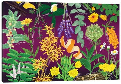 Essential Oil Botanicals Canvas Art Print - Ann Jasperson