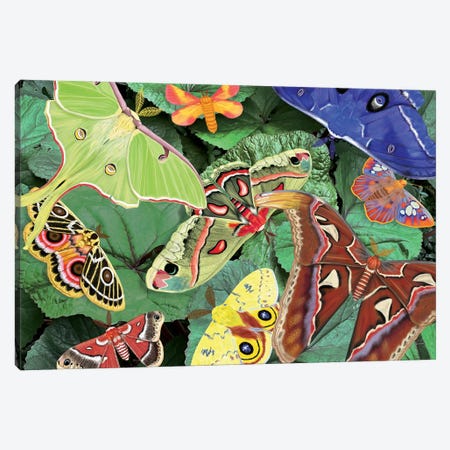 Magnificent Moths Canvas Print #AJP29} by Ann Jasperson Canvas Print