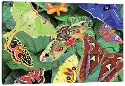 Magnificent Moths Canvas Art Print - Ann Jasperson