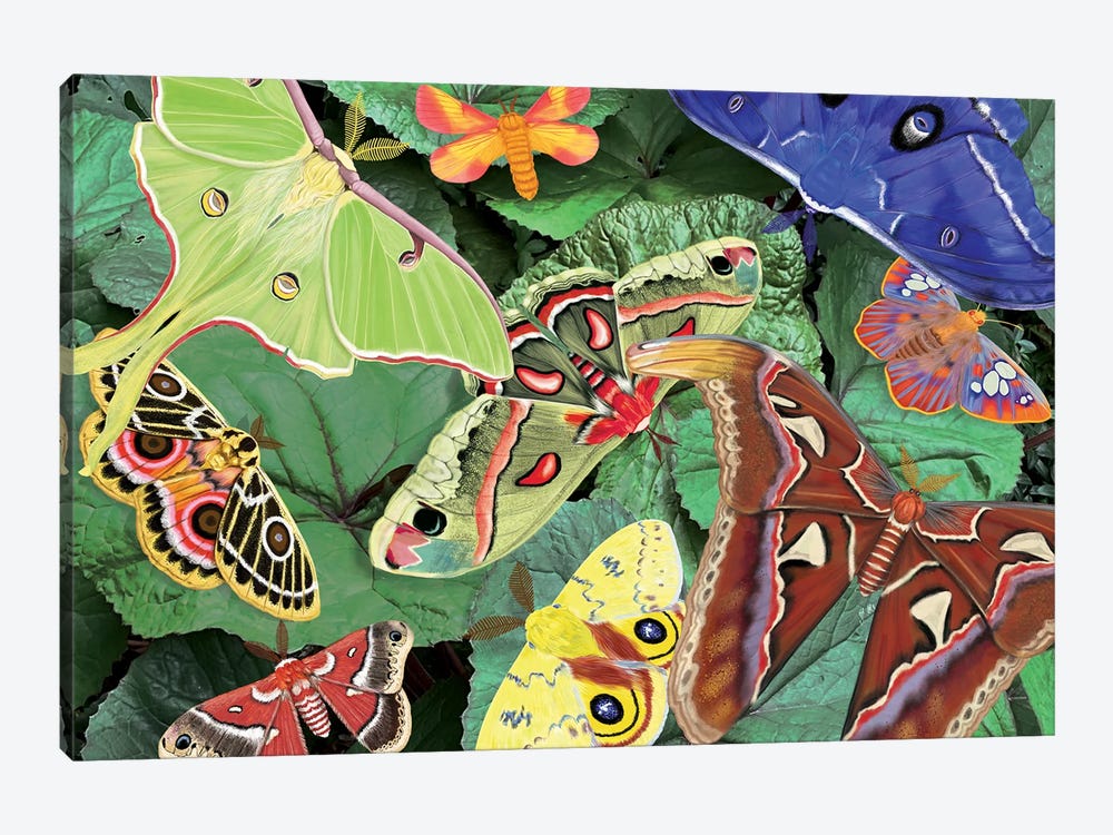 Magnificent Moths by Ann Jasperson 1-piece Canvas Art Print