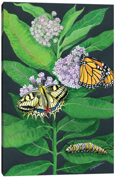 Milkweed And Butterflies Canvas Art Print - Ann Jasperson
