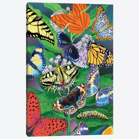 Milkweed Butterflies Canvas Print #AJP32} by Ann Jasperson Canvas Artwork