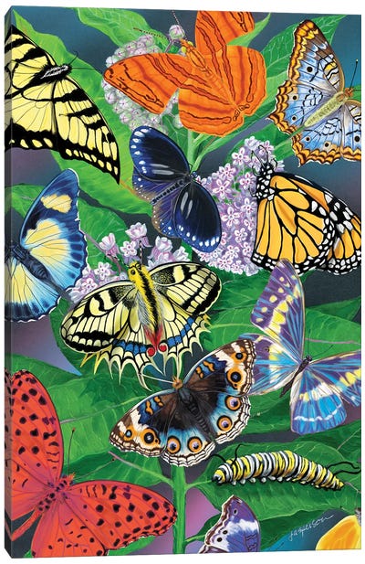 Milkweed Butterflies Canvas Art Print - Ann Jasperson