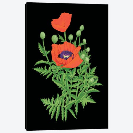 Perrys Poppies Canvas Print #AJP37} by Ann Jasperson Canvas Art Print