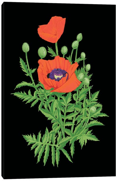 Perrys Poppies Canvas Art Print - Ann Jasperson