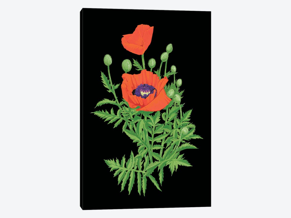 Perrys Poppies by Ann Jasperson 1-piece Canvas Artwork