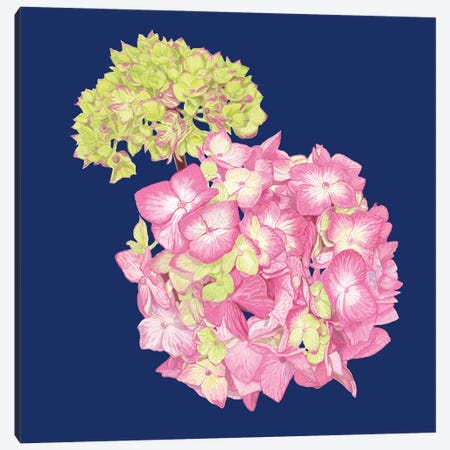 Pink Green Hydrangea Canvas Print #AJP39} by Ann Jasperson Canvas Artwork