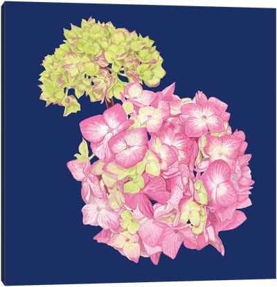 Pink Green Hydrangea Canvas Art Print - Indigo Art