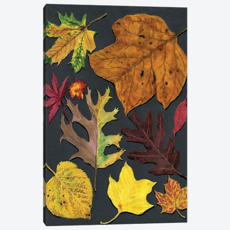 Autumn In Connecticut Canvas Print #AJP3} by Ann Jasperson Canvas Art Print