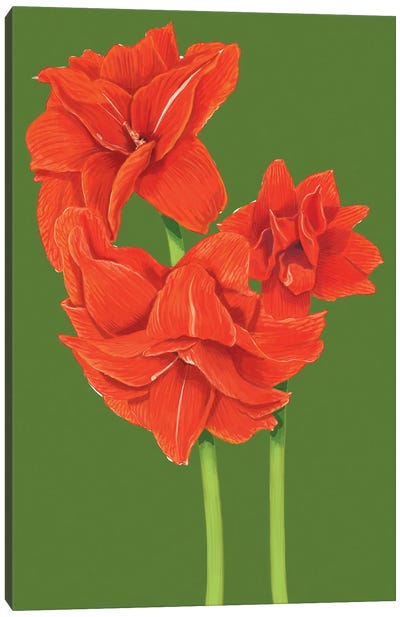 Red Amaryllis Canvas Art Print - Green Art