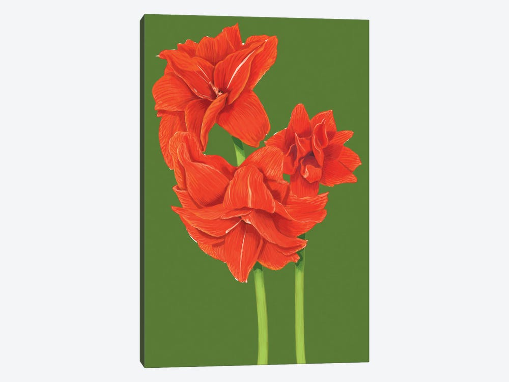 Red Amaryllis by Ann Jasperson 1-piece Canvas Print