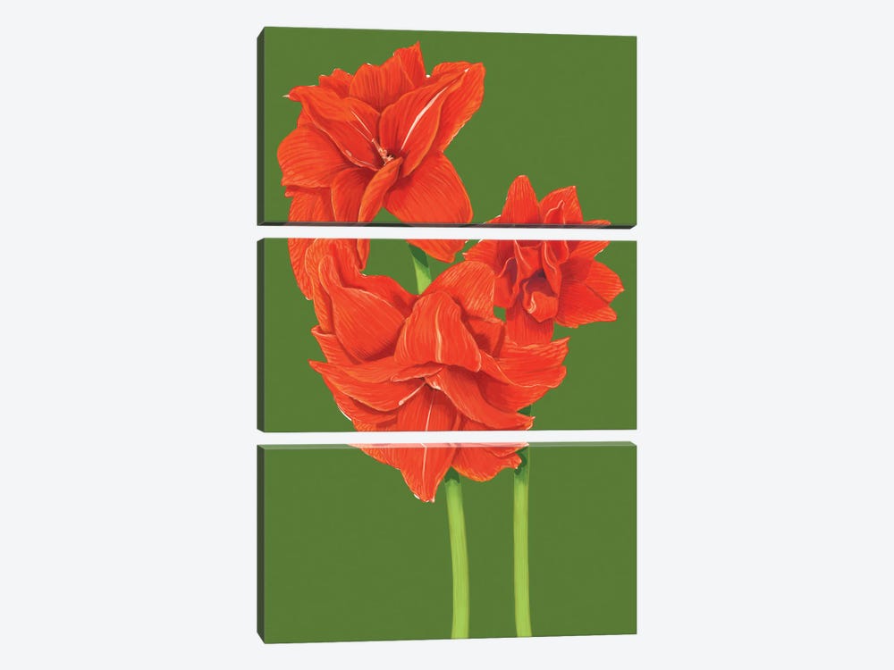 Red Amaryllis by Ann Jasperson 3-piece Canvas Print