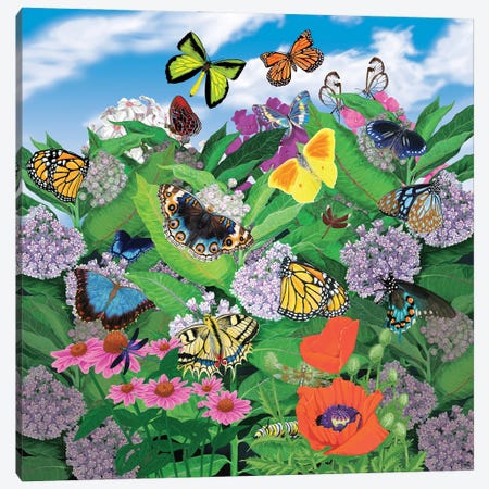 Butterflies Canvas Print #AJP55} by Ann Jasperson Canvas Art Print