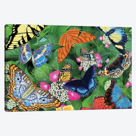 Bountiful Butterflies Canvas Print #AJP5} by Ann Jasperson Canvas Art
