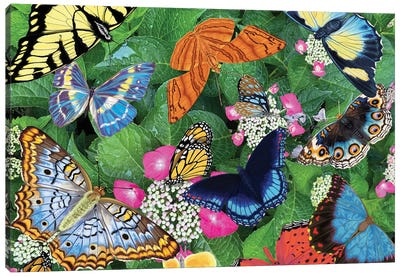 Bountiful Butterflies Canvas Art Print - Ann Jasperson